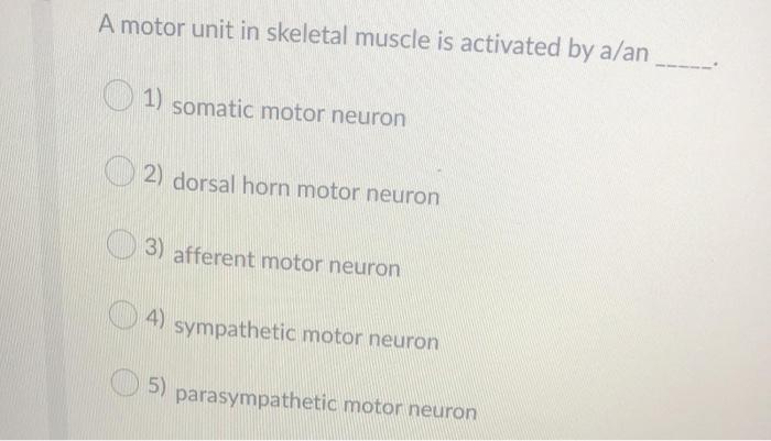 Solved A motor unit in skeletal muscle is activated by a/an | Chegg.com