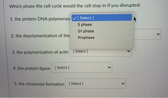 Solved Which phase the cell cycle would the cell stop in if | Chegg.com