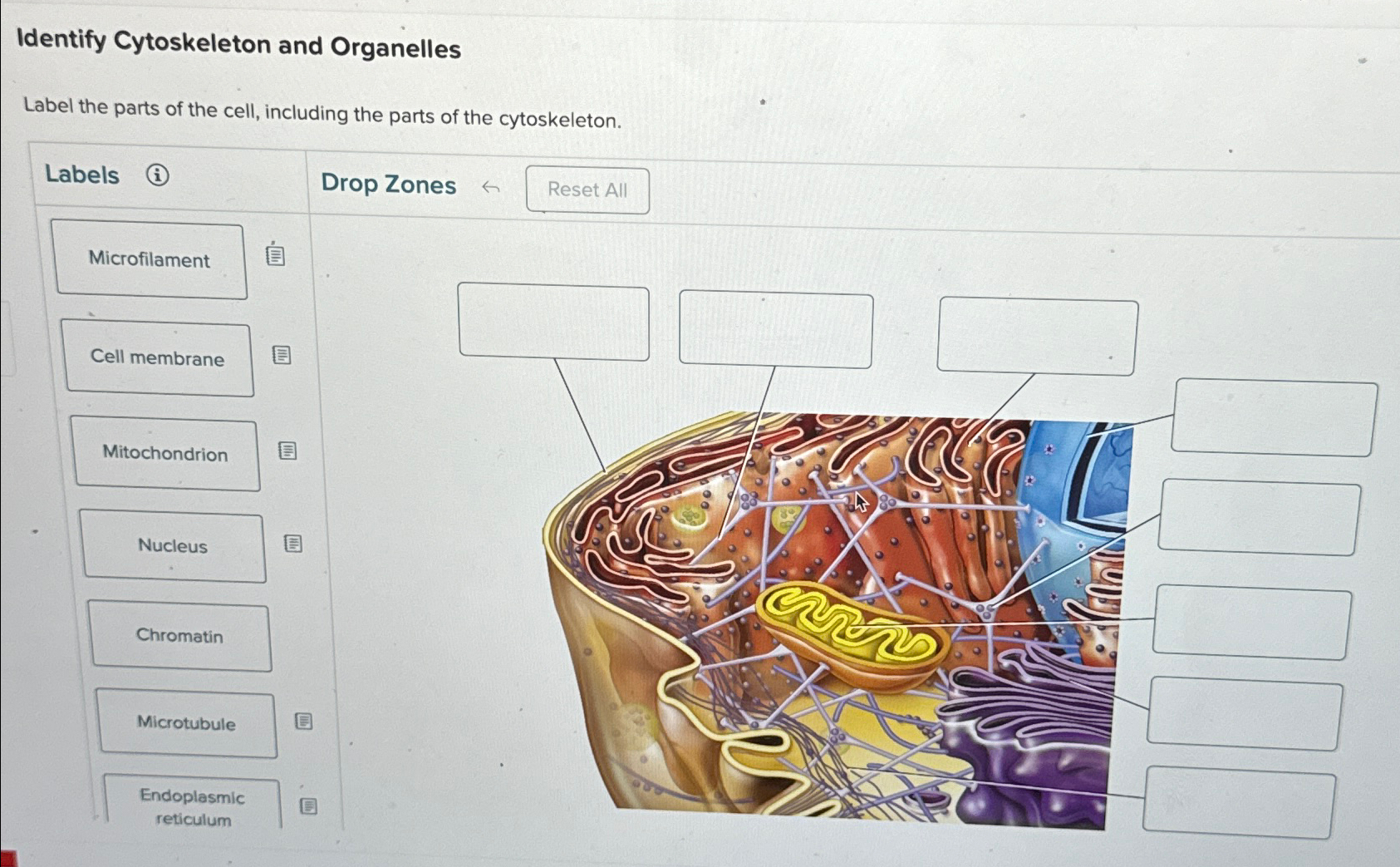 Solved Identify Cytoskeleton and OrganellesLabel the parts | Chegg.com