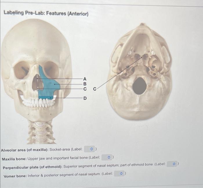 Solved Labeling Pre-Lab: Features (Anterior) A B M O | Chegg.com