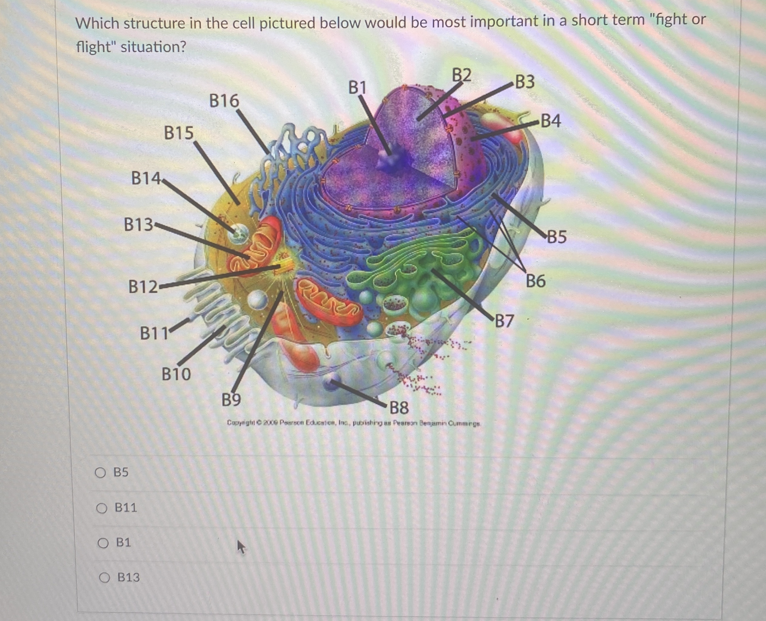 Solved Which structure in the cell pictured below would be | Chegg.com