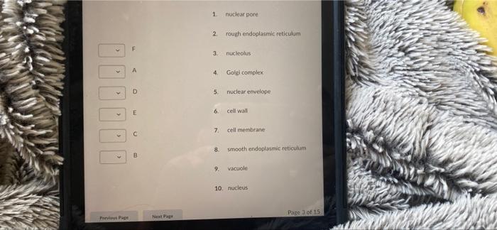 Solved Match the letter on diagram with the correct cell | Chegg.com
