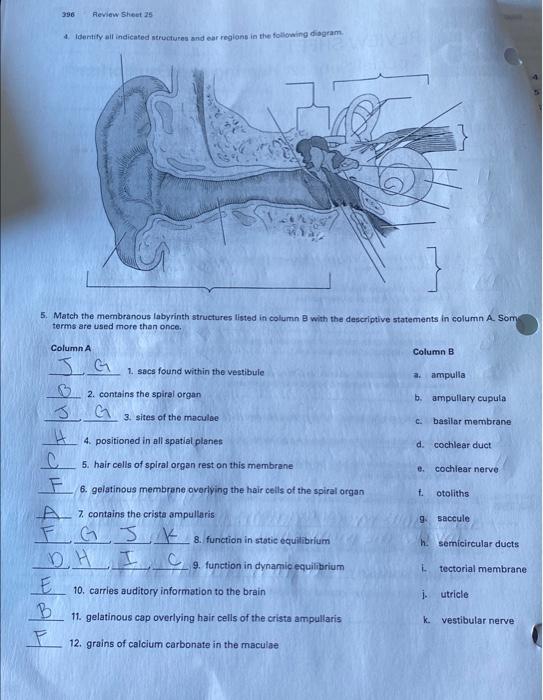 Solved 4. Idertify ail indicated structures snd ear regions | Chegg.com