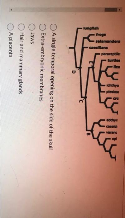 Solved The tree below shows the relationship between | Chegg.com
