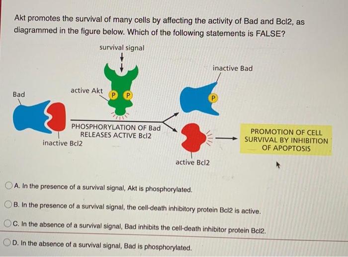 Solved Akt promotes the survival of many cells by affecting | Chegg.com