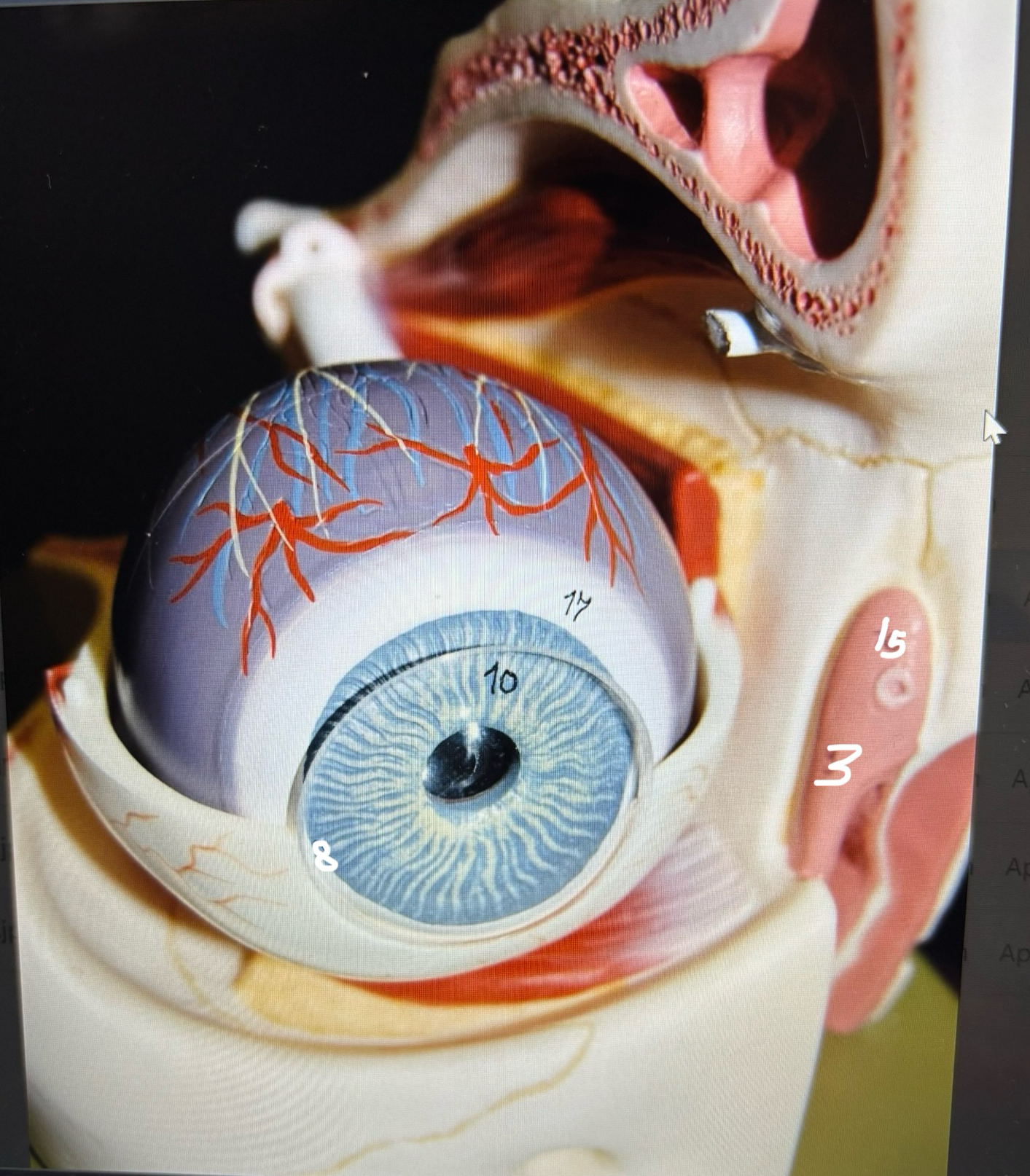 Solved Eye lab labelingLabel the numbers on the image of the | Chegg.com