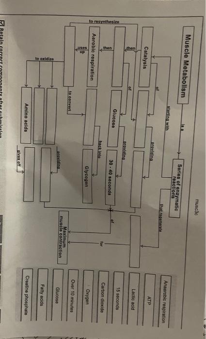 Solved musc3c Muscle Metabolism Series of enzymatic | Chegg.com