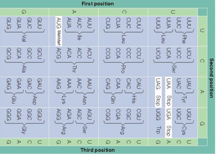 Solved magine that an RNA polymerase is transcribing a | Chegg.com