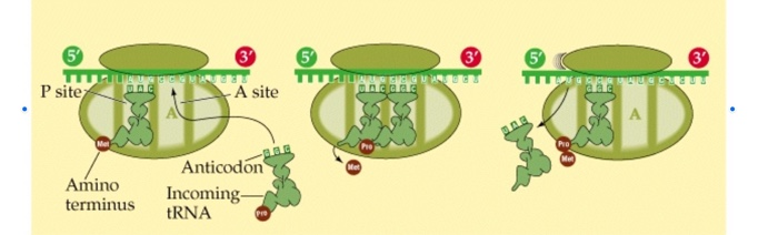 The figure below shows a ribosome in the process of | Chegg.com