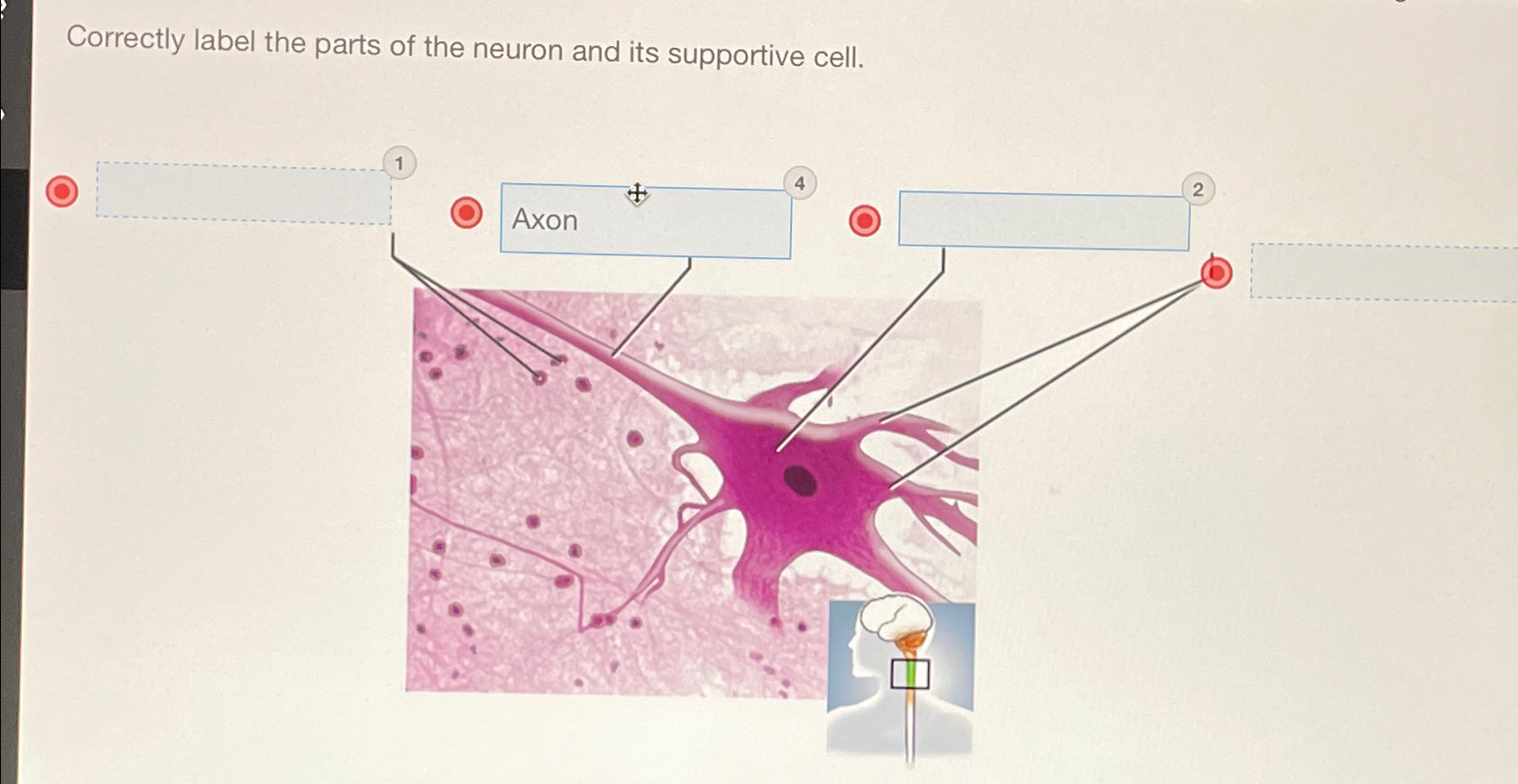 Solved Correctly label the parts of the neuron and its | Chegg.com