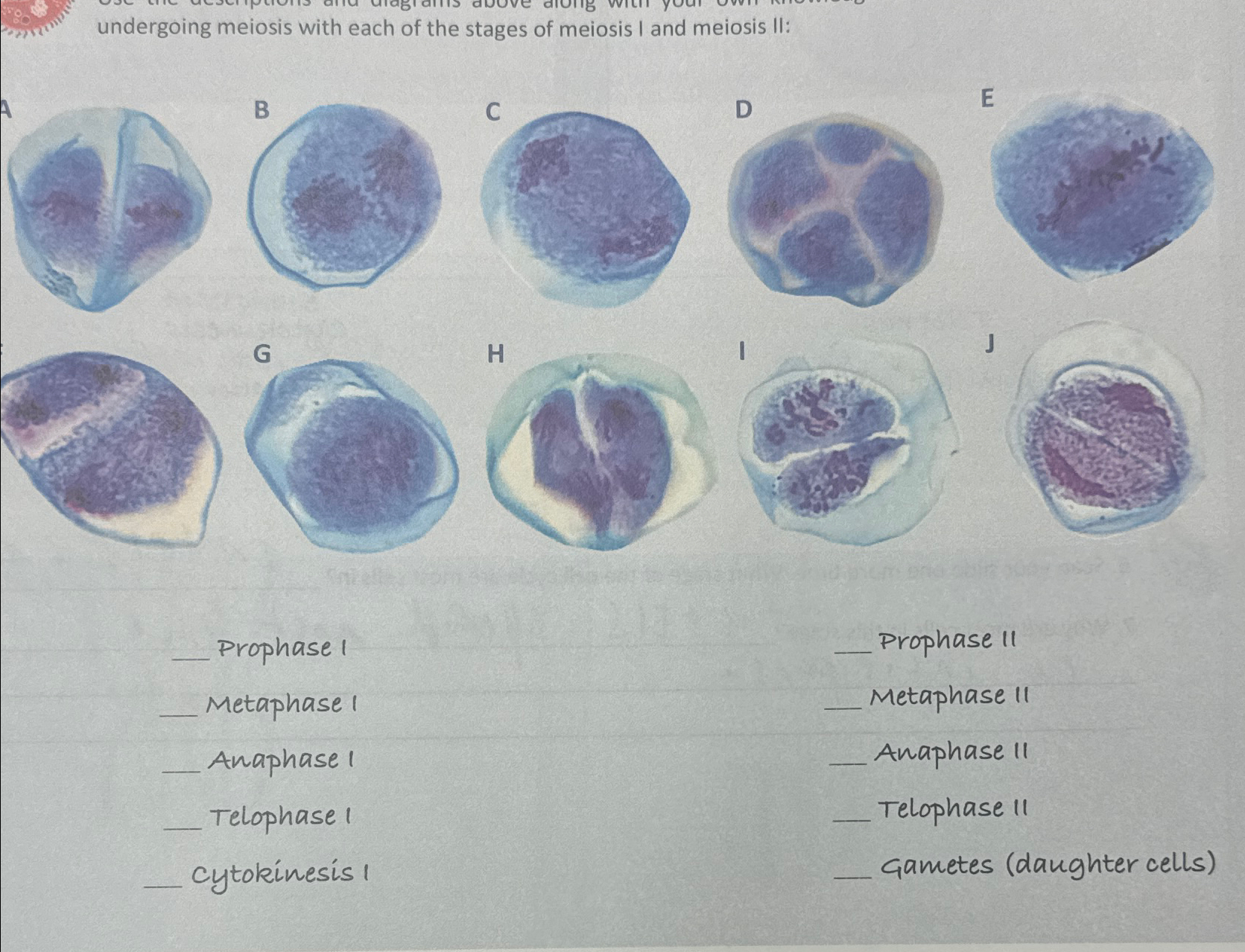 Solved undergoing meiosis with each of the stages of meiosis | Chegg.com