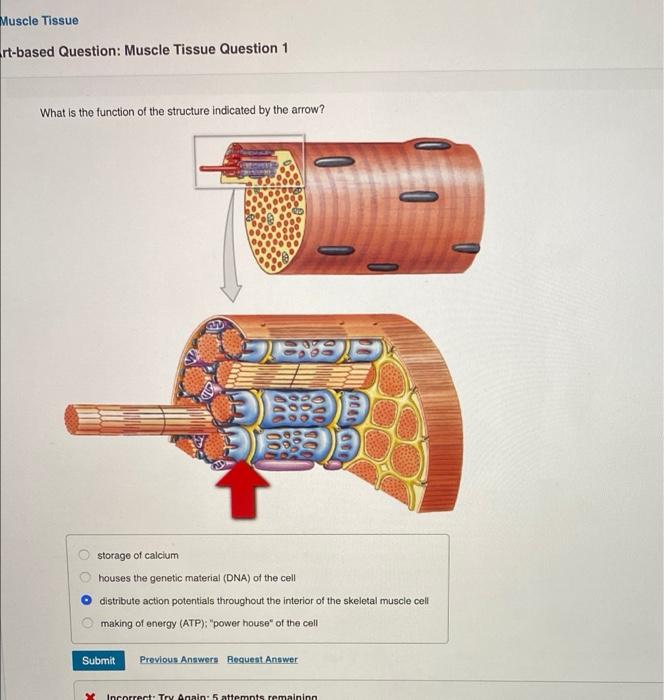 Solved Muscle Tissue rtbased Question Muscle Tissue