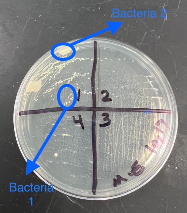 Solved B. Colony Morphology N | Chegg.com