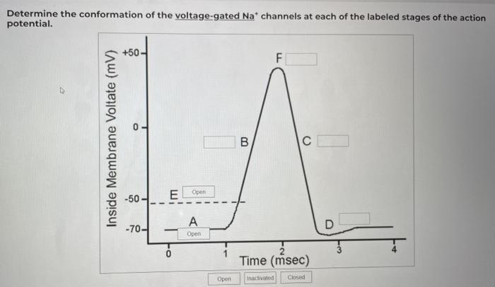 Solved Determine the conformation of the voltage-gated | Chegg.com