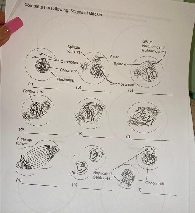Solved Complete the following: Stages of Mitosis | Chegg.com