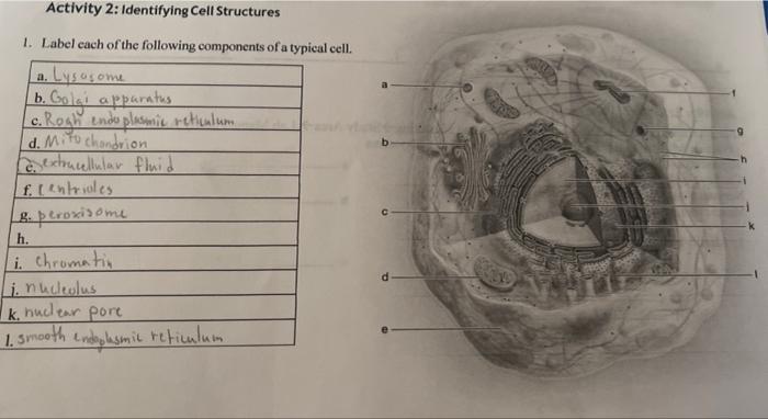 experiment 1 identifying cell structures