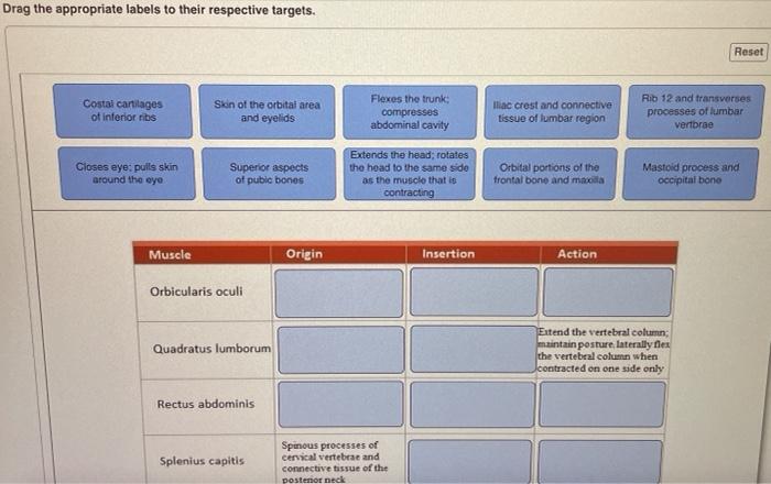 Solved Sort the following characteristics of muscle tissue | Chegg.com