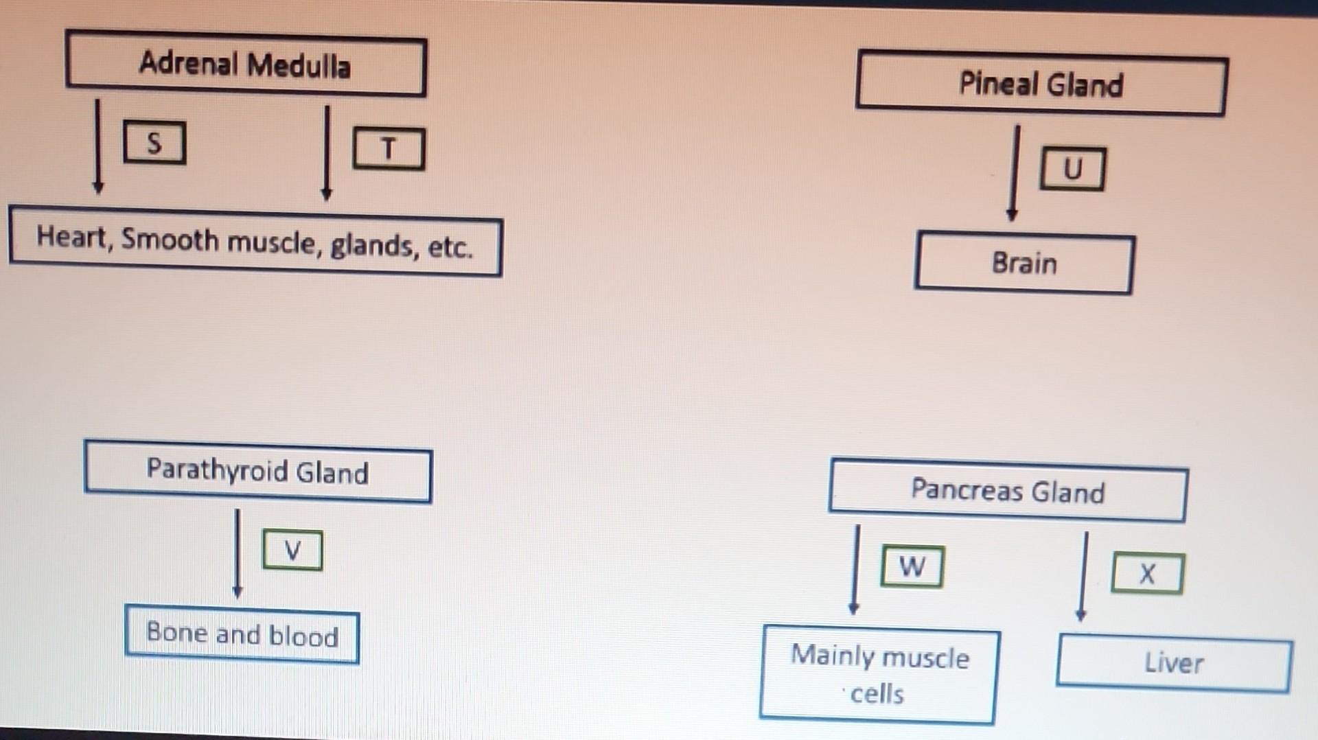 Solved Check Your Understanding Label The Hormone Chegg Com