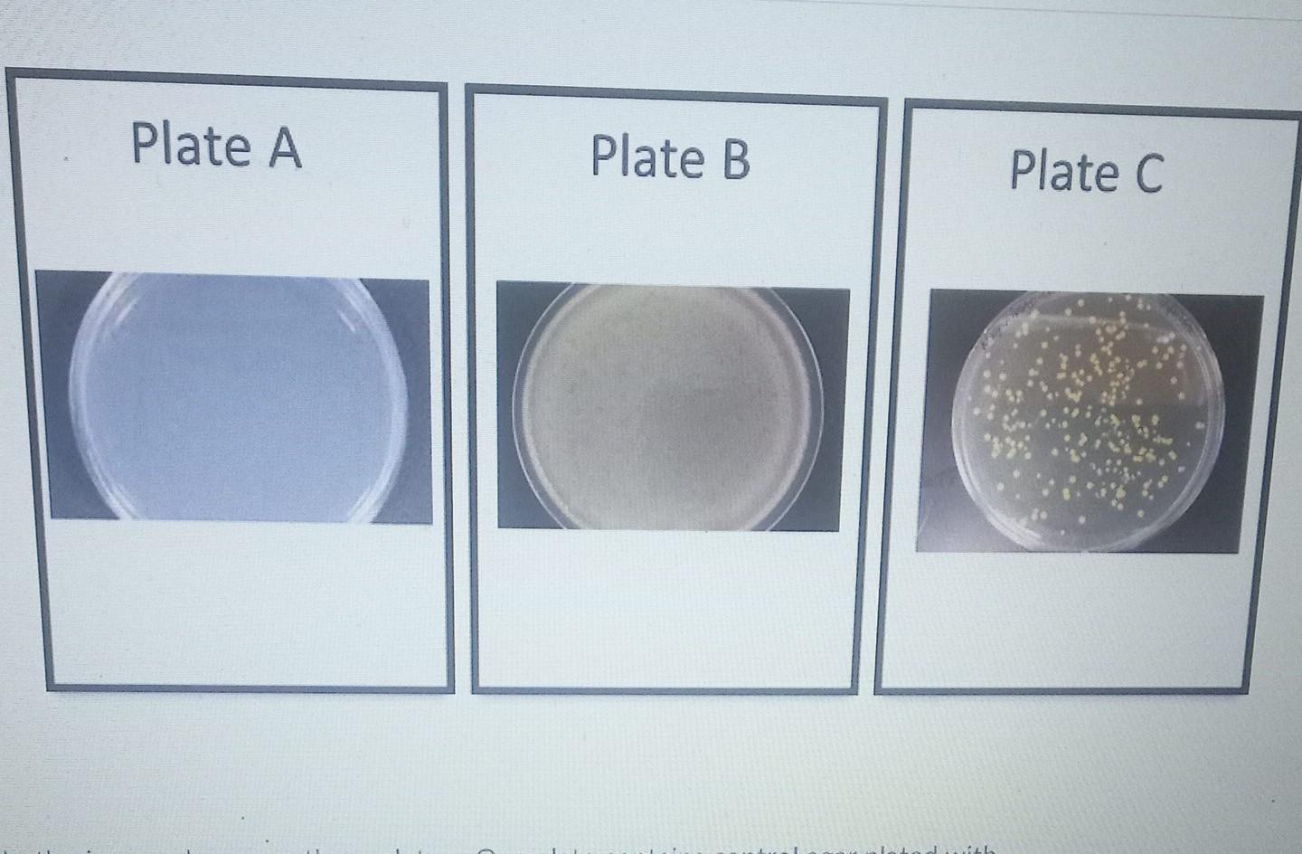 e coli plate