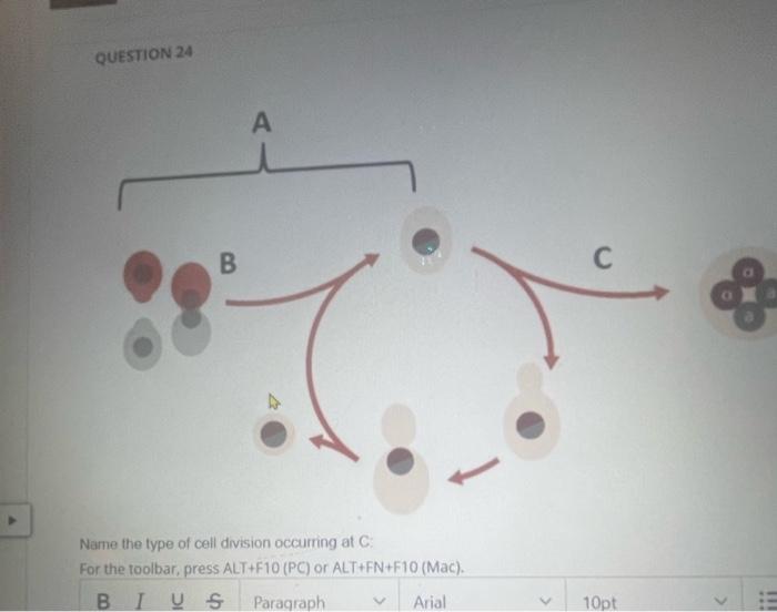 Solved Name the type of cell division occurring at C : For | Chegg.com
