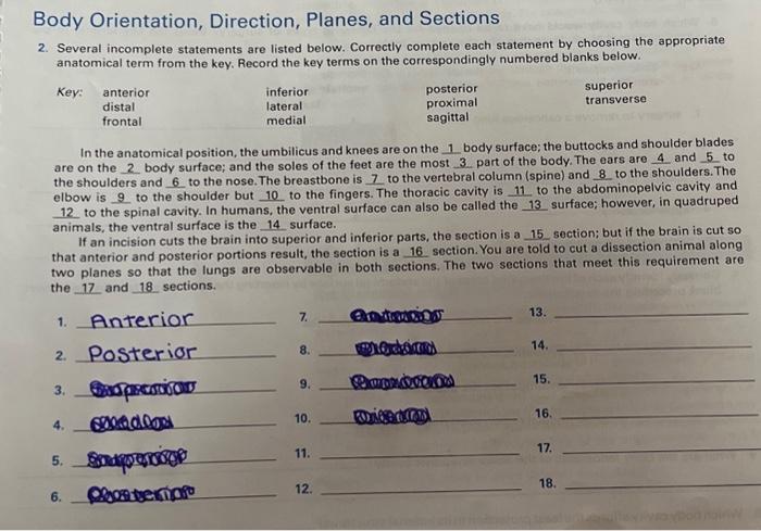 Solved Body Orientation, Direction, Planes, and Sections 2. | Chegg.com