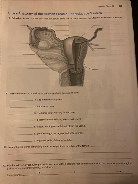 Solved Review Sheet 27 355 Gross Anatomy Of The Human Female