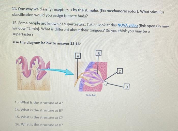 Solved 11. One way we classify receptors is by the stimulus | Chegg.com