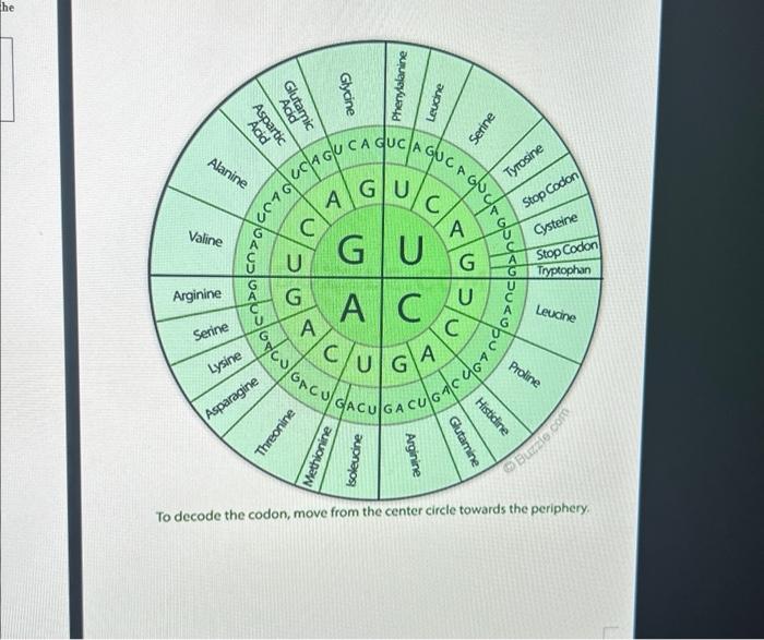 Solved Use your codon chart to determine the amino acid