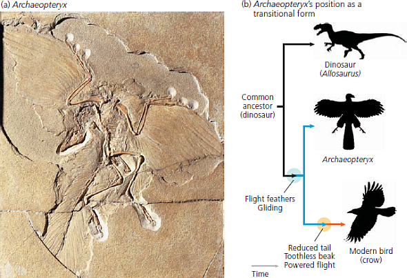 solved-figures-through-show-examples-of-transitional-fossils