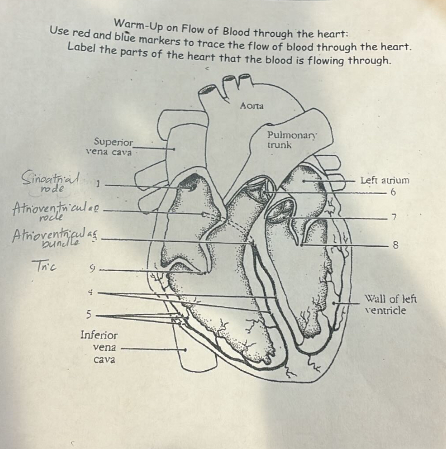Warm-Up on Flow of Blood through the heart:Use red | Chegg.com