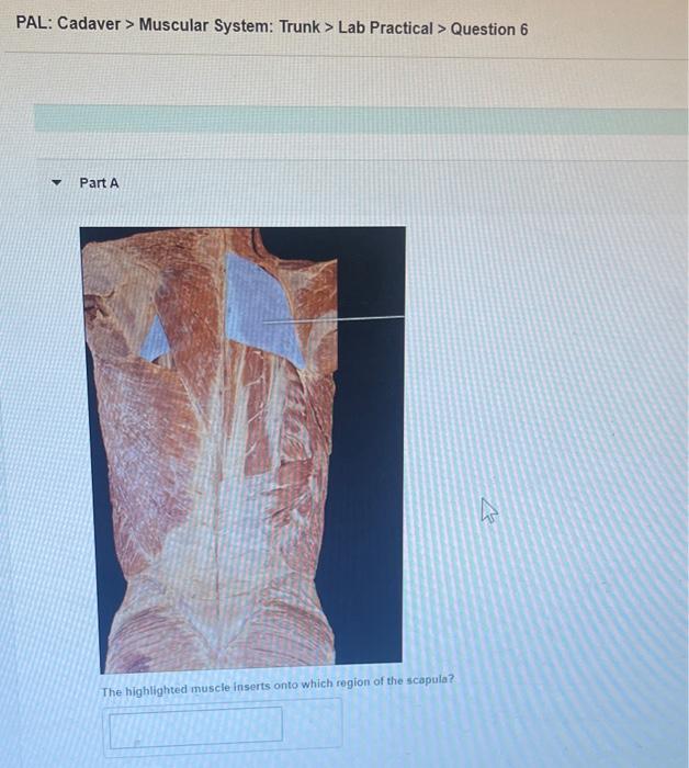 PAL: Cadaver \( > \) Muscular System: Trunk \( > \) Lab Practical \( > \) Question 6
Part A
The highlighted muscle inserts on