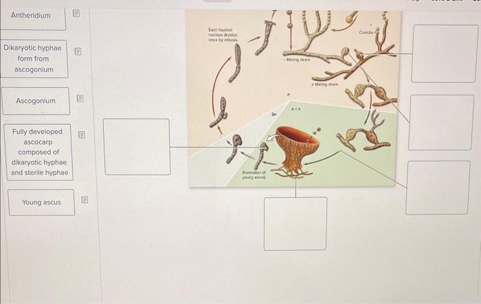 solved-label-the-diagram-of-the-structures-that-develop-chegg