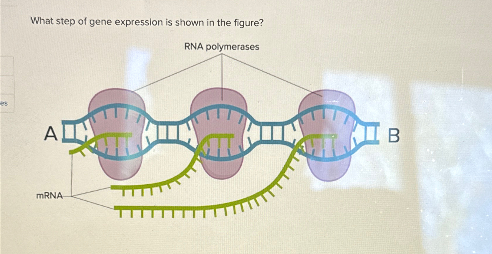 Solved What step of gene expression is shown in the | Chegg.com