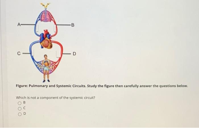 Solved A- B В с Figure: Pulmonary and Systemic Circuits. | Chegg.com