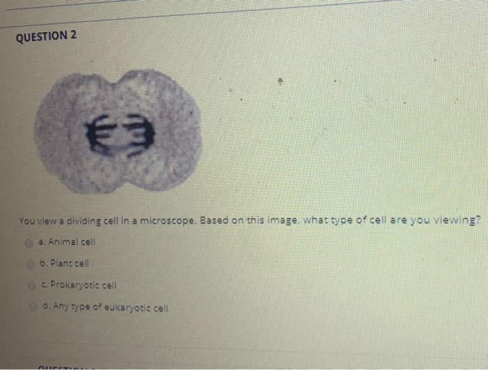 Solved QUESTION 2 You view a dividing cell in a microscope. | Chegg.com