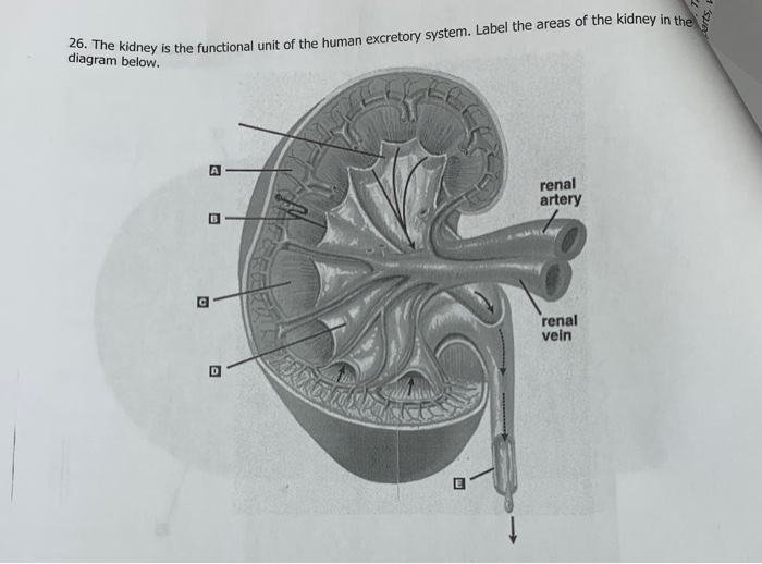 human excretory system diagram labeled