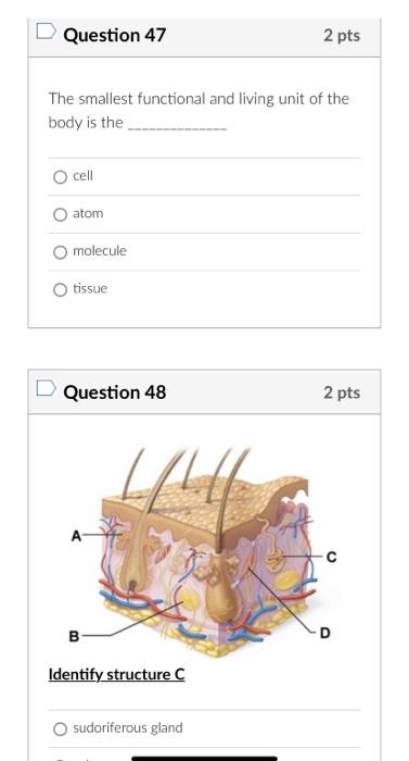 The smallest functional and living unit of the body is the
cell
atom
molecule
tissue
Question 48
2 pts
Identify structure \( 