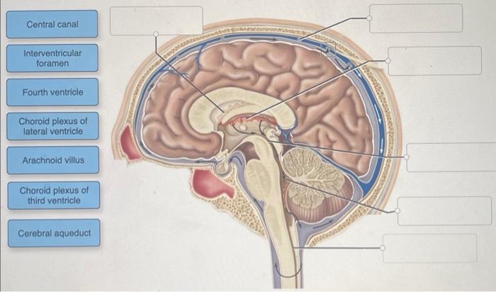 Solved Identify the structures and spaces involved with CSF | Chegg.com