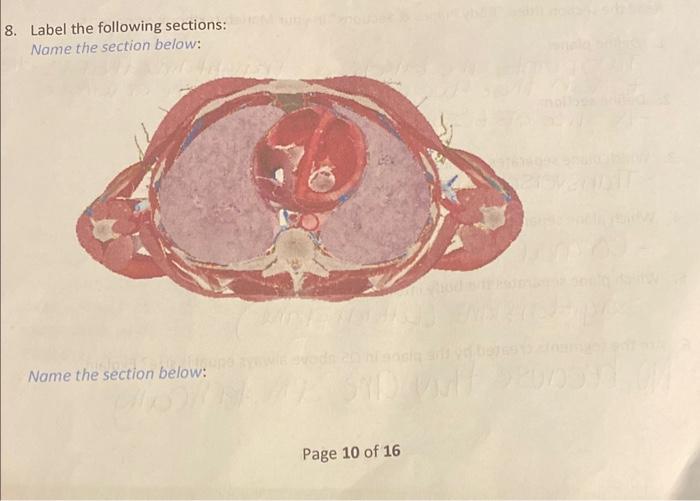 Solved 8. Label the following sections: Name the section | Chegg.com