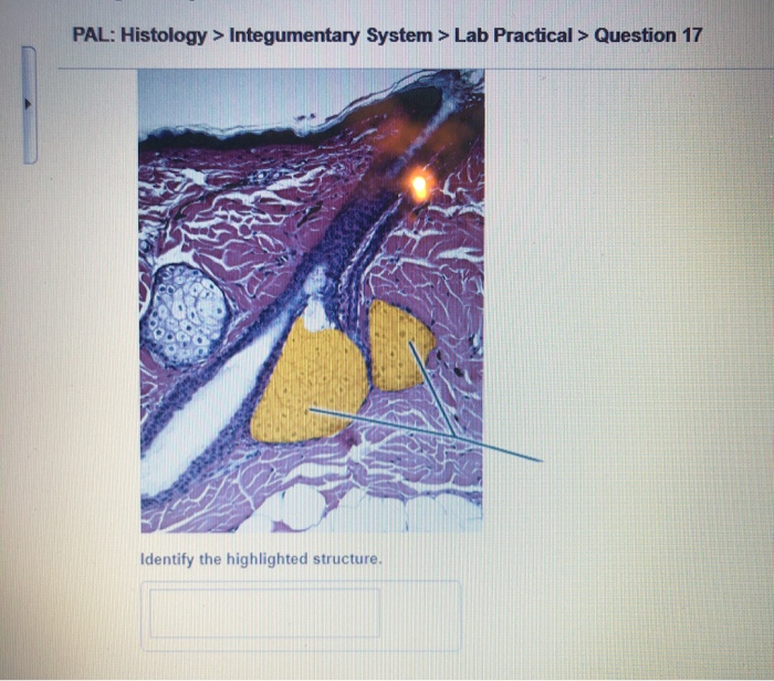 Solved PAL: Histology > Integumentary System > Lab Practical | Chegg.com