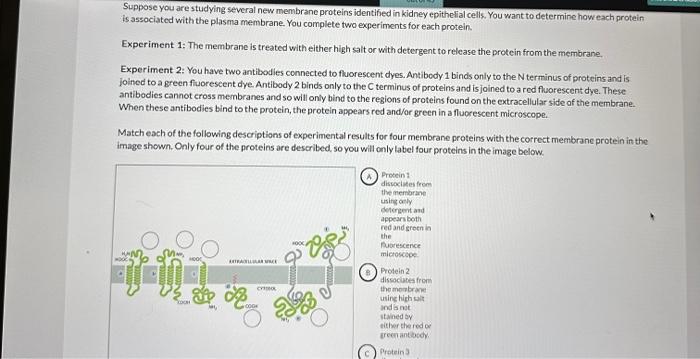 Solved You join a lab interested in understanding how | Chegg.com