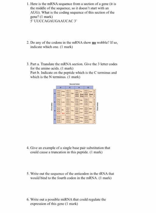 Solved 1. Here is the mRNA sequence from a section of a gene | Chegg.com