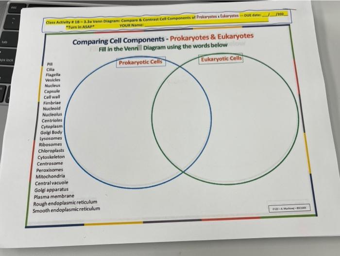 eukaryotic and prokaryotic cells venn diagram