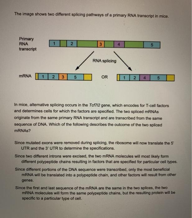 Solved The image shows a depiction of translation occurring | Chegg.com