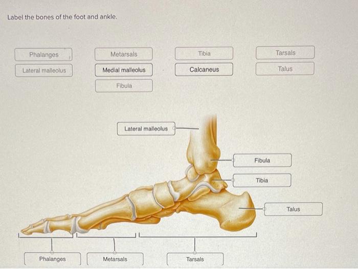 labeled tarsals