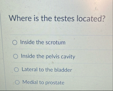Where is the testes located?Inside the scrotumInside | Chegg.com