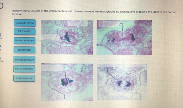 Identify The Shape Of The Cell Indicated By The Line Solved Identify the structures of the cell in each mitotic | Chegg.com