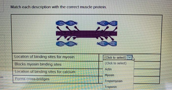 Match The Component Of A Muscle Cell With Its Description. Solved Match each description with the correct muscle | Chegg.com