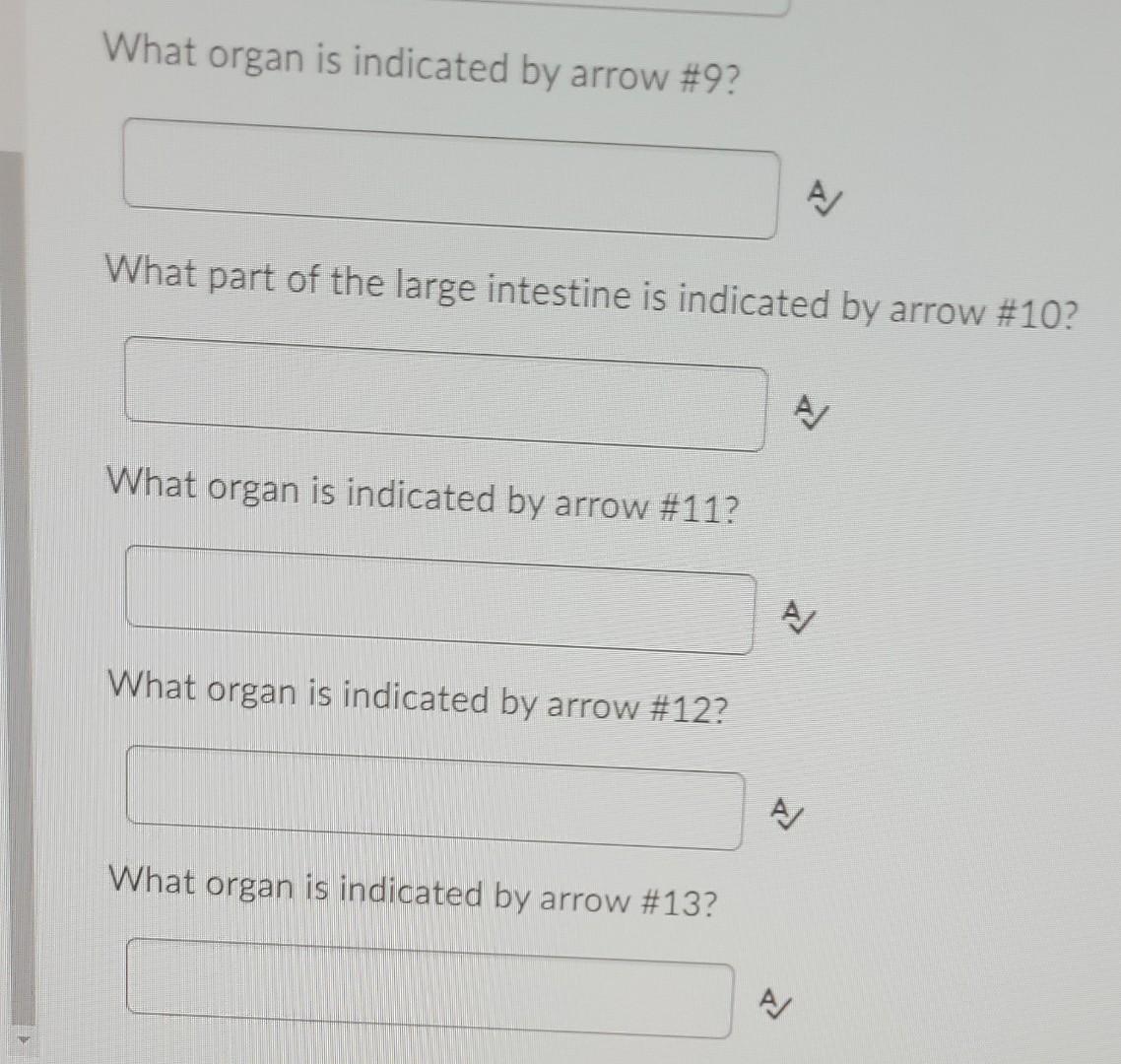Solved Question 42 (2 points) Which structure of the | Chegg.com