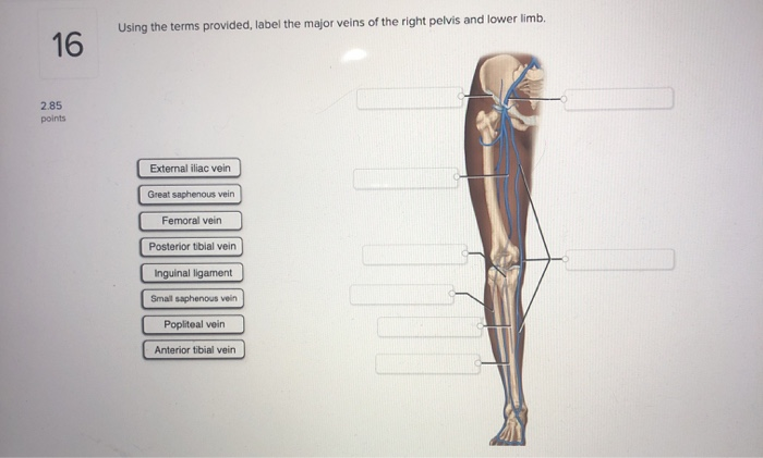 Solved Using The Terms Provided, Label The Major Veins Of 